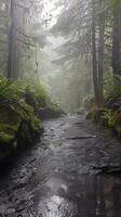 Pristine temperate rainforests drenched in mist photo