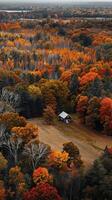 Peaceful maple groves ablaze with autumn colors photo