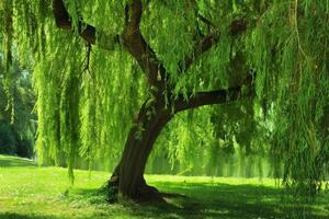 Graceful weeping willow tree with cascading branches and vibrant green foliage, ideal for garden-themed designs photo