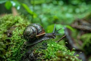 Close up of a snail crawling on a mossy log, showcasing the biodiversity of forest ecosystems photo