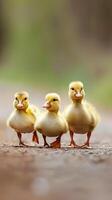 Charming baby ducklings waddling after their mother in a row photo