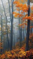 Dense maple woodlands echoing with the call of birds photo