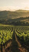 Sun-drenched vineyards stretching across the landscape photo
