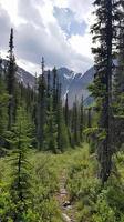 Pristine mountain forests echoing with birdsong photo