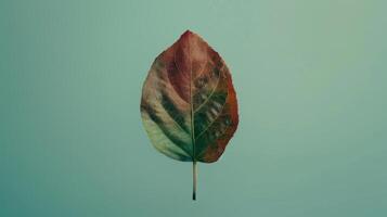 Minimalist shot of a spinning slice of amaranth leaves photo