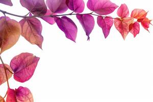 Vibrant bougainvillea leaves with colorful bracts on a transparent white background photo