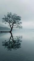 tranquilo orillas del lago ofrecimiento momentos de reflexión foto