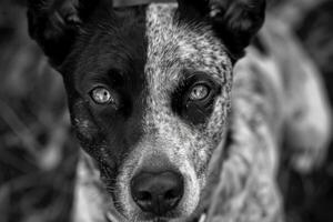 Energetic Australian Cattle Dog with speckled coat and intense gaze, perfect for active and adventurous designs photo