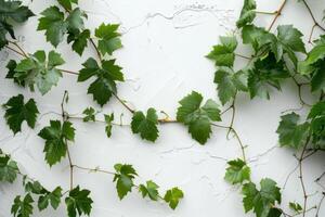 Lush grapevine leaves in a tangled arrangement on a transparent white surface, perfect for vineyard-themed designs photo