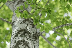 Elegant beech tree with smooth gray bark and lush green leaves, adding sophistication to any composition photo