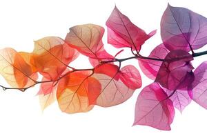 Colorful bougainvillea leaves with vibrant hues on a transparent white backdrop, adding a touch of tropical beauty photo