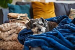 a dog sleep and curled up on a plush, royal blue blanket in living room. photo