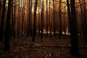 view of massive wildfire or forest fire with burning trees and orange smoke. . photo