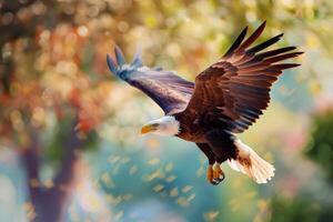 A large American eagle is flying through the air with its wings spread wide. photo
