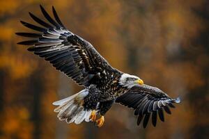 A large American eagle is flying through the air with its wings spread wide. photo