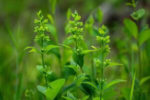 An invasive plant with green flowers and leaves known as alligator. photo