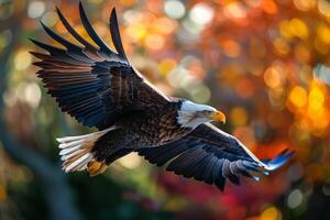 A large American eagle is flying through the air with its wings spread wide. photo