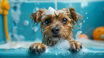 Funny dog photography cute spa Day laying bed relax beauty mask, view from the top, photo
