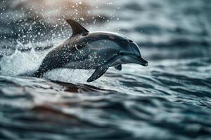 a dolphin is jumping out of the water . photo