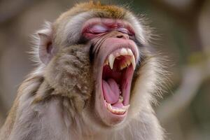a macaque monkey with it's mouth open and it's mouth wide open .displaying sharp and prominent canine teeth. photo