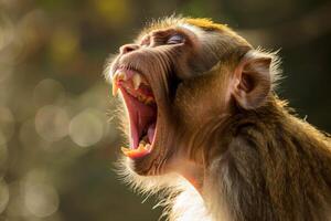 a macaque monkey with it's mouth open and it's mouth wide open .displaying sharp and prominent canine teeth. photo
