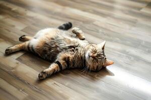 a Fat cat lying down on wooden floor . photo