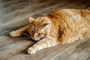 a Fat cat lying down on wooden floor . photo