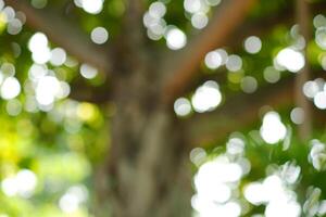 blurred photograph of forest tree, out of focus photograph. photo