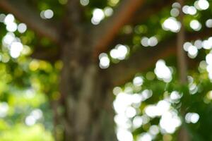 blurred photograph of forest tree, out of focus photograph. photo