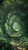 Mysterious forests hiding secret pathways photo