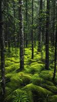 Lush spruce forests carpeted in emerald moss photo