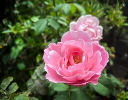 Pink rose flower on garden, isolated pink rose flower, pink rose flower for love romance, Makes you feel fresh, bright, and feels good. Use it to make perfume or beauty business. or a date about love photo