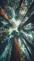 Towering sequoia forests inspiring a sense of wonder photo