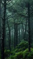 Lush pine forests perfumed with resin photo