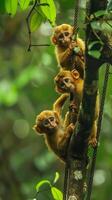 Energetic baby monkeys swinging from tree to tree in dense rainforests, their high-pitched cries echoing through the canopy photo