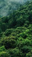 Lush evergreen forests providing year-round shelter photo