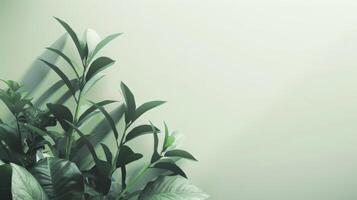 Clean and simple backdrop with clear area for text overlay photo