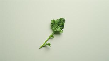 Minimalistic spin of a single piece of turnip greens photo