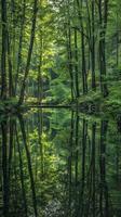 Stillness of the lake mirrors inner peace photo