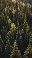 Towering spruce forests sheltering elusive wildlife photo