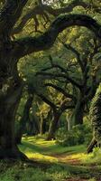 Towering oak forests sheltering sacred groves photo