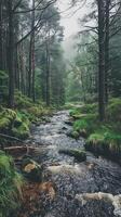 Peaceful glens hidden away in the wilderness photo