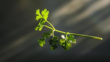 Simple and elegant spin of a piece of cilantro photo