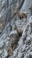 Rocky crags home to colonies of alpine ibex photo