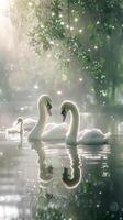 Graceful baby swans gliding across a tranquil pond, their feathers glistening photo