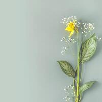 Spring composition with narcissus and gypsophila with large leaves on a blue background photo