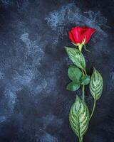 Beautiful single red rose on black background with place for a text photo