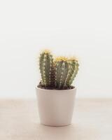 Cactus in a round white pot on a light plain background with copy space photo