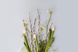 Willow twigs, tulips and alyssum on a blue background with copy space photo