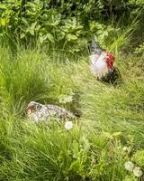 Chicken and a rooster on a free grazing in the green grass. photo